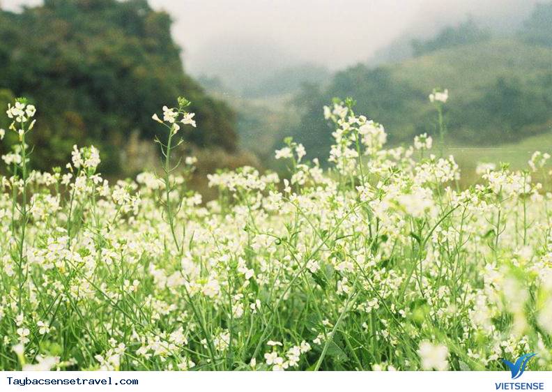 Lên Mộc Châu ngắm hoa Cải Trắng cần mang theo những gì - Ảnh 4