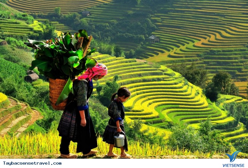 Trải nghiệm hành trình Mù Cang Chải mùa lúa chín - Ảnh 1 Trải nghiệm hành trình Mù Cang Chải mùa lúa chín - Ảnh 1