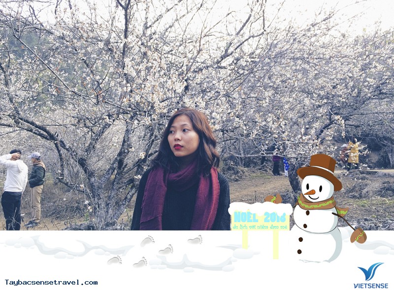 Mơ mận Mộc Châu chớm nở đúng ngày Noel - Ảnh 3 Mơ mận Mộc Châu chớm nở đúng ngày Noel - Ảnh 3