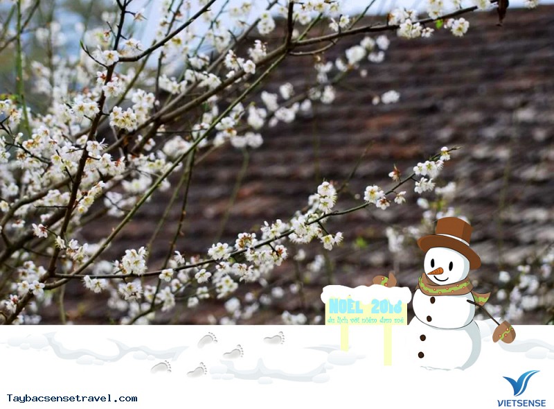 Mơ mận Mộc Châu chớm nở đúng ngày Noel - Ảnh 1 Mơ mận Mộc Châu chớm nở đúng ngày Noel - Ảnh 1