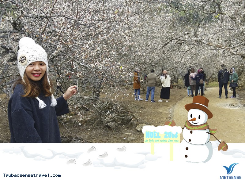 Mơ mận Mộc Châu chớm nở đúng ngày Noel - Ảnh 4 Mơ mận Mộc Châu chớm nở đúng ngày Noel - Ảnh 4