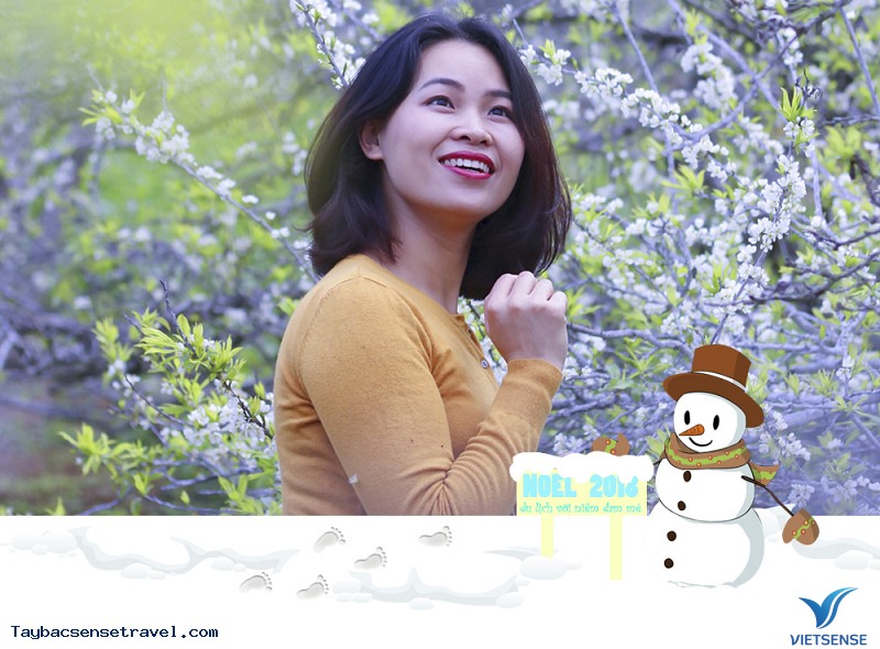 Mơ mận Mộc Châu chớm nở đúng ngày Noel - Ảnh 5 Mơ mận Mộc Châu chớm nở đúng ngày Noel - Ảnh 5