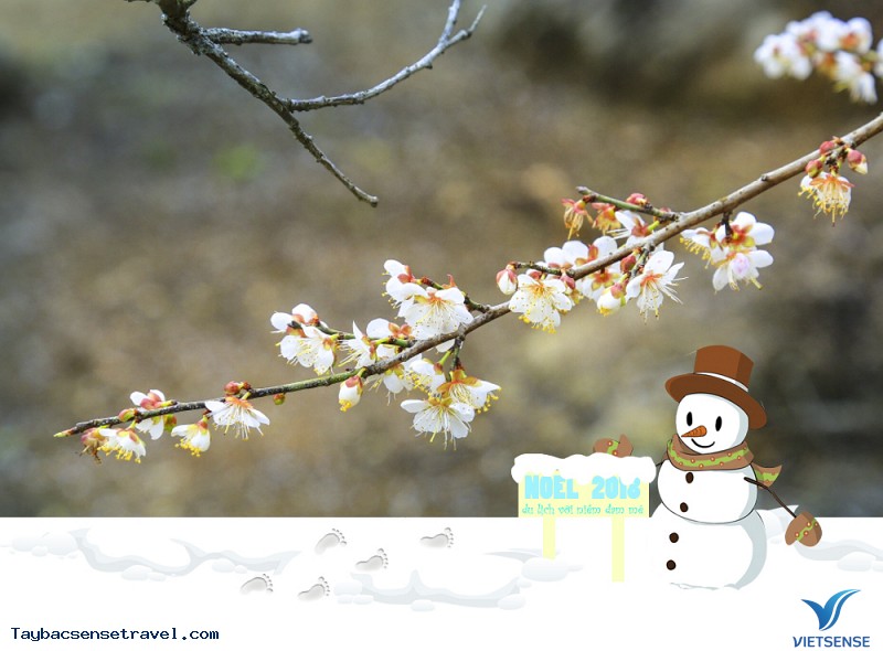 Mơ mận Mộc Châu chớm nở đúng ngày Noel - Ảnh 2 Mơ mận Mộc Châu chớm nở đúng ngày Noel - Ảnh 2