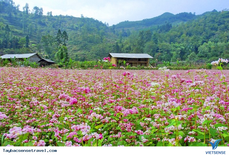 Nó là loài hoa gì ?