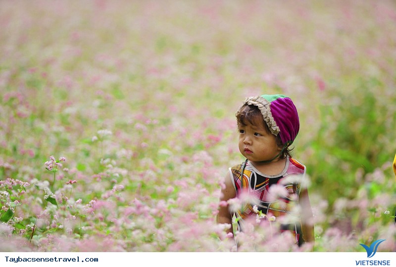 Đến đâu để ngắm Tam Giác Mạch ?