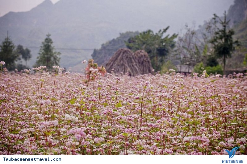 Chúng có công dụng vì ngoài vẻ đẹp?