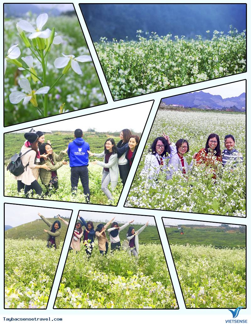 Mùa Hoa Trắng trên đất Mộc Châu nở rộ trong ngày Noel - Ảnh 1