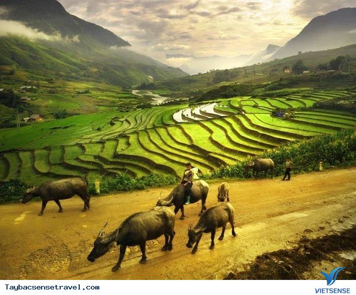 Chùm Ảnh Mùa lúa chín tại Mù Căng Chải - Phần 2 - Ảnh 4