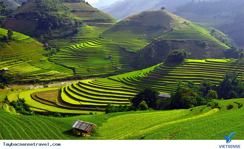 Chùm Ảnh Mùa lúa chín tại Mù Căng Chải - Phần 2 - Ảnh 7