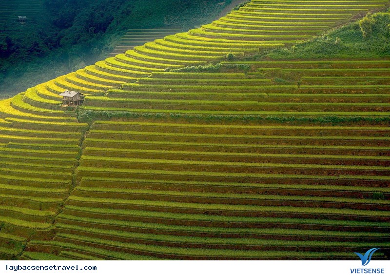 Chùm Ảnh Mùa lúa chín tại Mù Căng Chải - Phần 2 - Ảnh 9