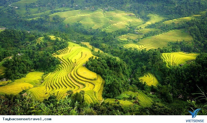 Chùm Ảnh Mùa lúa chín tại Mù Căng Chải - Phần 2 - Ảnh 8