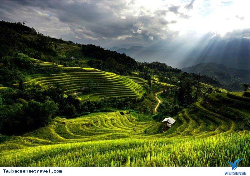 Chùm Ảnh Mùa lúa chín tại Mù Căng Chải - Phần 2 - Ảnh 1