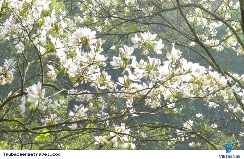 Ngắm hoa ban Tây Bắc ở đâu - Ảnh 1 Ngắm hoa ban Tây Bắc ở đâu - Ảnh 1
