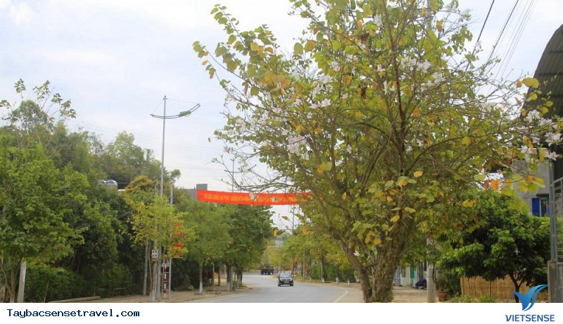 Ngắm hoa ban Tây Bắc ở đâu - Ảnh 3 Ngắm hoa ban Tây Bắc ở đâu - Ảnh 3