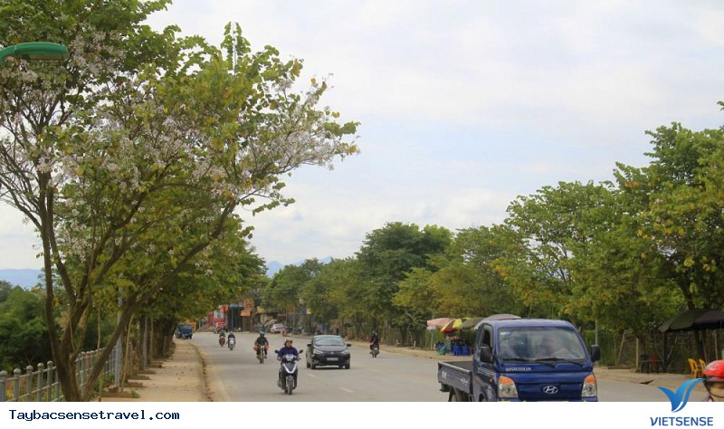 Ngắm hoa ban Tây Bắc ở đâu - Ảnh 2 Ngắm hoa ban Tây Bắc ở đâu - Ảnh 2