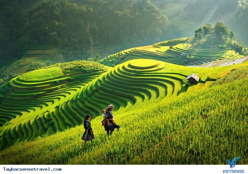 Những điều cần biết về mùa lúa chín ở Mù Cang Chải - Ảnh 3