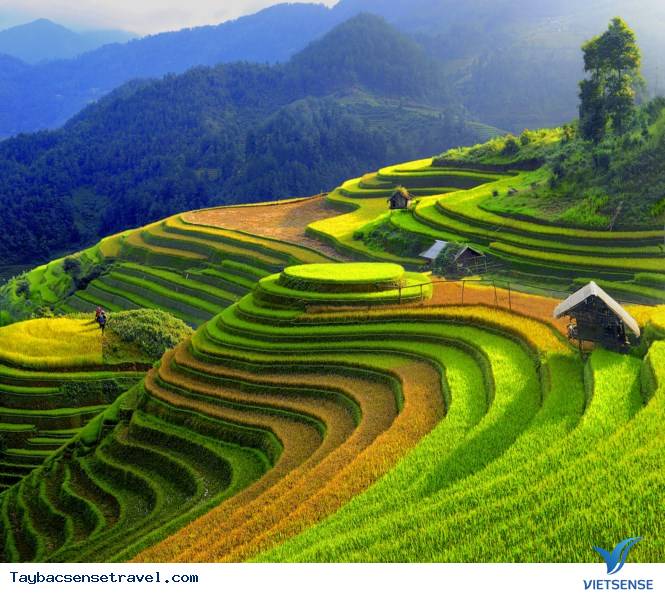 Những điều cần biết về mùa lúa chín ở Mù Cang Chải - Ảnh 1