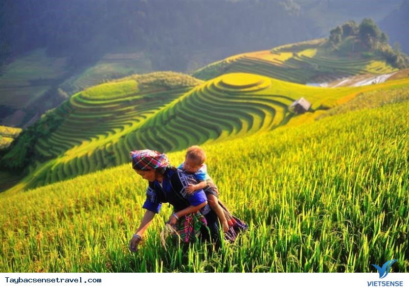 Những điều cần biết về mùa lúa chín ở Mù Cang Chải - Ảnh 2