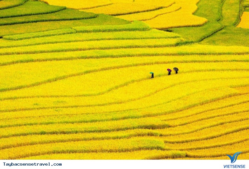 Những điều cần biết về mùa lúa chín ở Mù Cang Chải - Ảnh 4