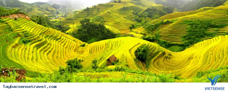 Chùm ảnh Mùa Lúa Chín - Tây Bắc - phần 1 - Ảnh 7 Chùm ảnh Mùa Lúa Chín - Tây Bắc - phần 1 - Ảnh 7