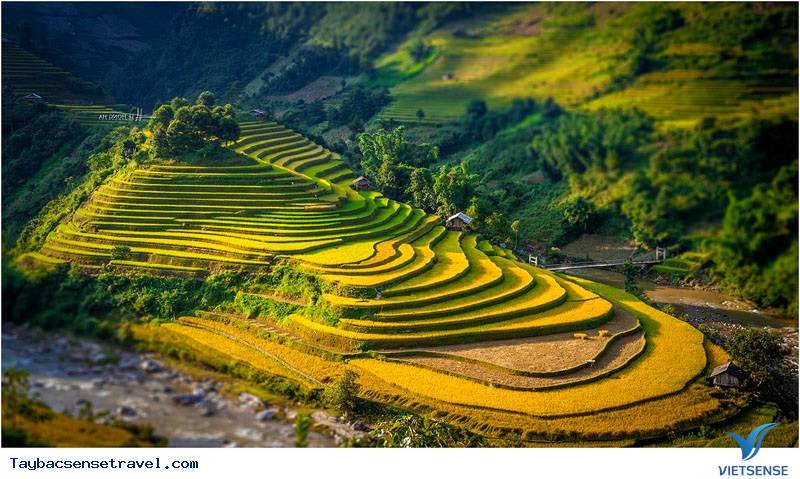 Chùm ảnh Mùa Lúa Chín - Tây Bắc - phần 1 - Ảnh 9 Chùm ảnh Mùa Lúa Chín - Tây Bắc - phần 1 - Ảnh 9