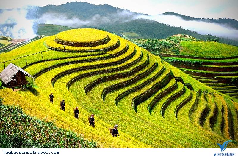 Chùm ảnh Mùa Lúa Chín - Tây Bắc - phần 1 - Ảnh 8 Chùm ảnh Mùa Lúa Chín - Tây Bắc - phần 1 - Ảnh 8