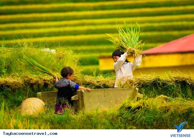 Chùm ảnh Mùa Lúa Chín - Tây Bắc - phần 1 - Ảnh 2 Chùm ảnh Mùa Lúa Chín - Tây Bắc - phần 1 - Ảnh 2