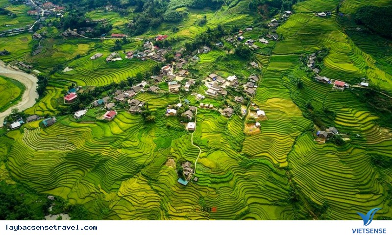Chùm ảnh Mùa Lúa Chín - Tây Bắc - phần 1 - Ảnh 4 Chùm ảnh Mùa Lúa Chín - Tây Bắc - phần 1 - Ảnh 4