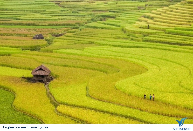 Tú Lệ Tú Lệ