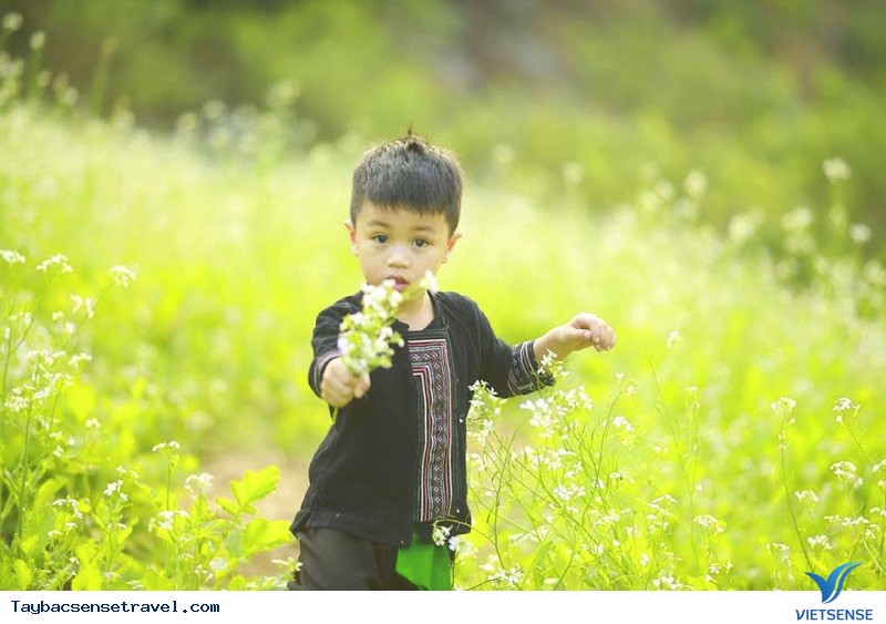 Sắc màu Mộc Châu mùa hoa cải trắng - Ảnh 1 Sắc màu Mộc Châu mùa hoa cải trắng - Ảnh 1
