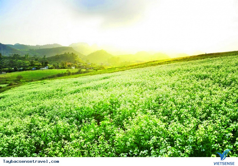 Trắng ngần - Ảnh 1 Trắng ngần - Ảnh 1