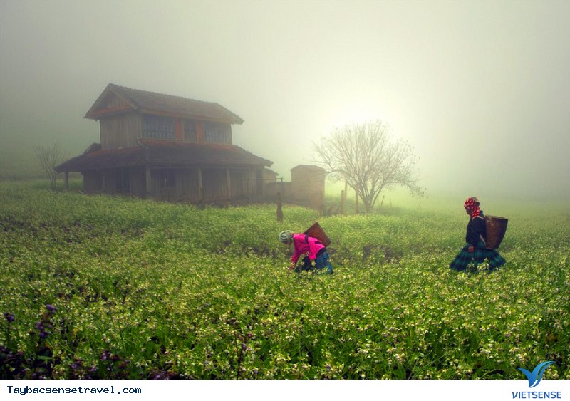 Tết Mộc Châu đồng màu cùng Tây Bắc - Ảnh 2 Tết Mộc Châu đồng màu cùng Tây Bắc - Ảnh 2