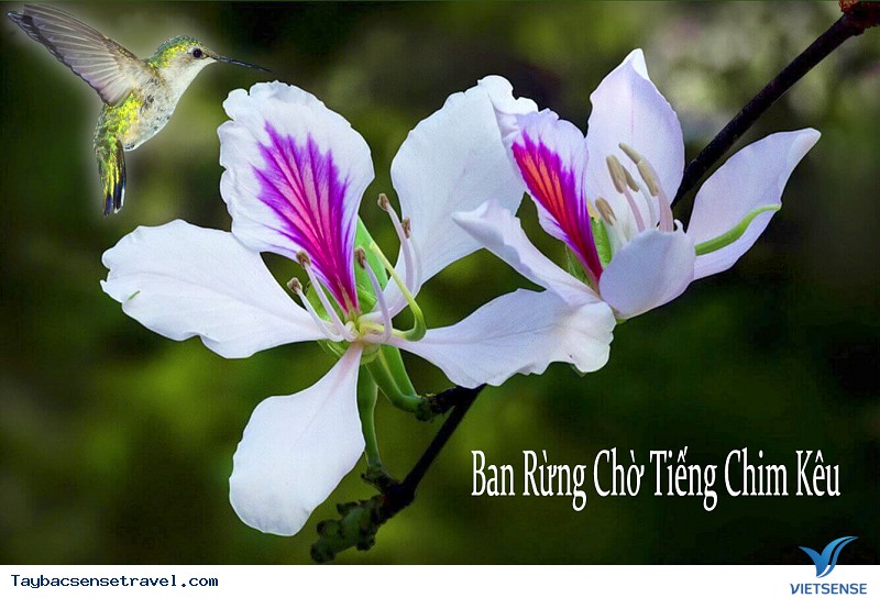 Truyền Thuyết Hoa Ban – Linh Hồn Tây Bắc - Ảnh 2