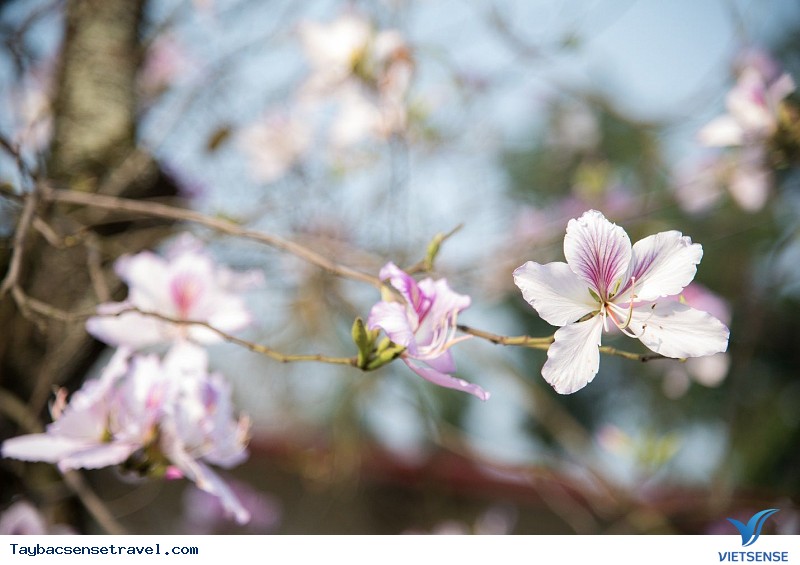 Tưng Bừng Lễ Hội Hoa Ban Tây Bắc - Ảnh 3