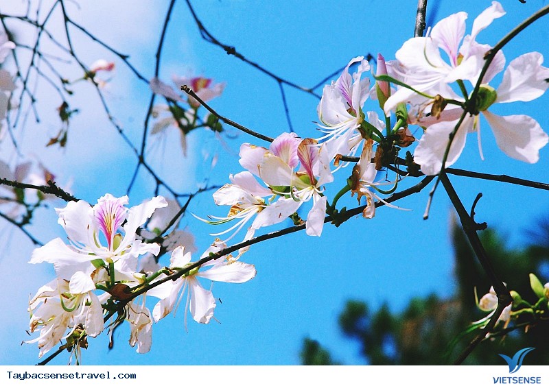 Tưng Bừng Lễ Hội Hoa Ban Tây Bắc - Ảnh 1