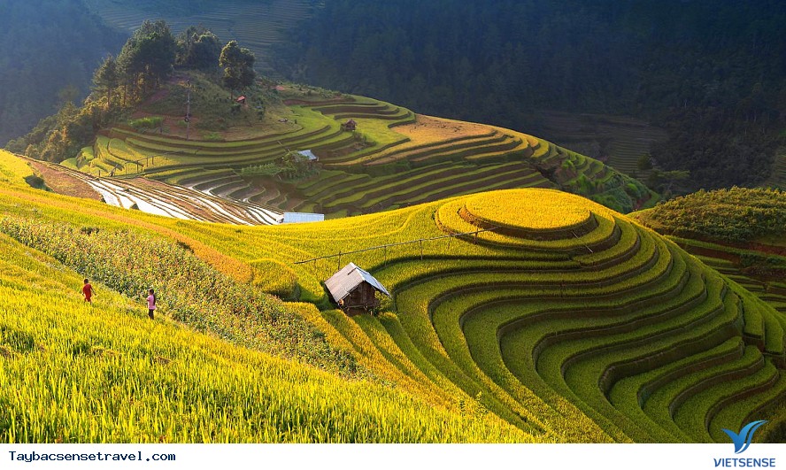 Cảnh đẹp mùa lúa chín Mù Cang Chải - góc nhìn từ La Pán Tẩn - Ảnh 1