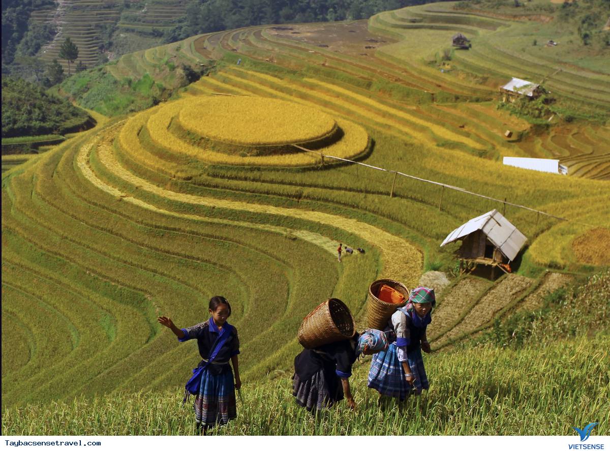 2. Mù Căng Chải - Ảnh 3