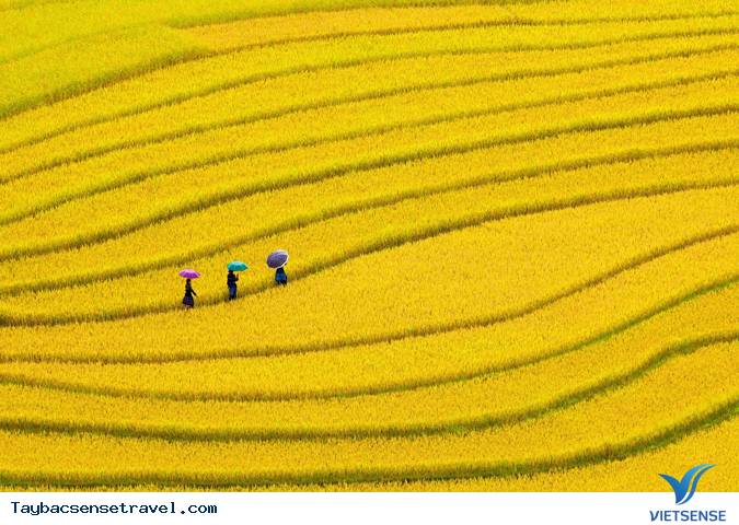 Sapa, Lao Cai – Thiên đường ruộng bậc thang đẹp kỳ vĩ. - Ảnh 2 Sapa, Lao Cai – Thiên đường ruộng bậc thang đẹp kỳ vĩ. - Ảnh 2