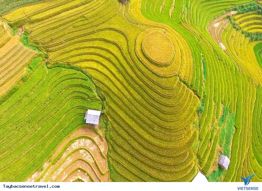 Cảnh đẹp mùa lúa chín Mù Cang Chải - góc nhìn từ La Pán Tẩn - Ảnh 2