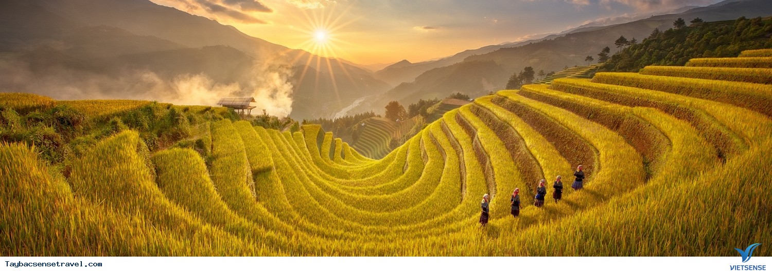 Cánh đồng Mường Lò Cánh đồng Mường Lò