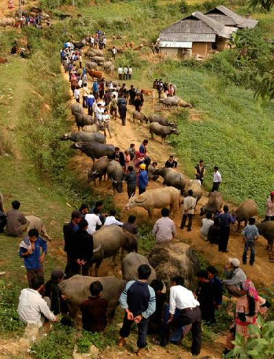 Chợ Trâu Lớn Nhất Tây Bắc - Ảnh 2