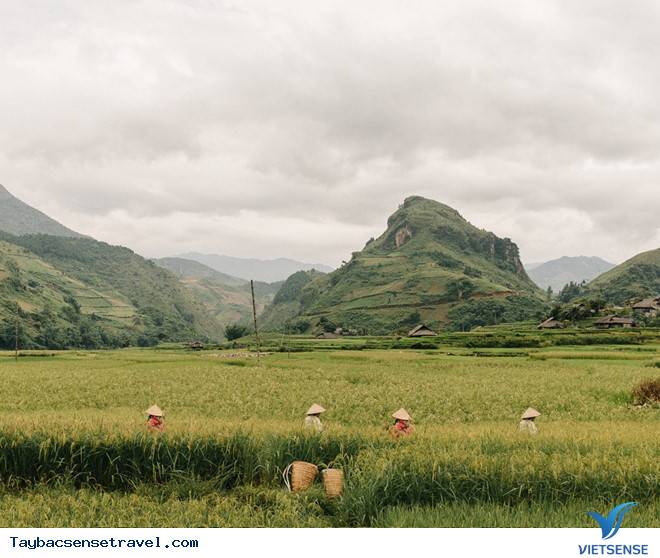 Cốm Tú Lệ - tinh túy chắt lọc từ núi rừng Tây Bắc - Ảnh 1