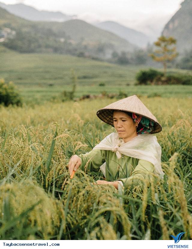 Cốm Tú Lệ - tinh túy chắt lọc từ núi rừng Tây Bắc - Ảnh 2