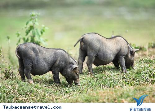 Đặc Sản Lợn Mường Tây Bắc - Ảnh 1