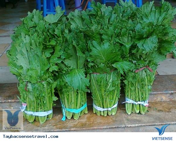 Rau cải mèo Rau cải mèo