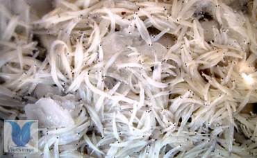 cá tiểu bạc cá tiểu bạc