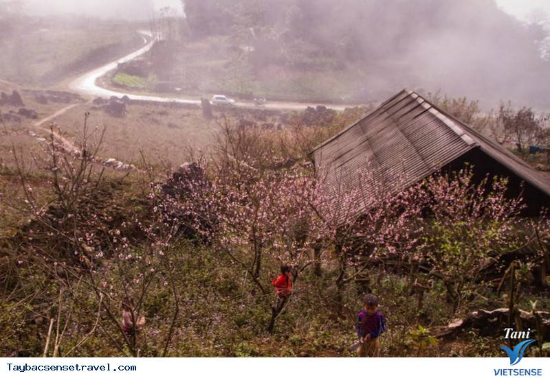 Đào Phai Nở Hồng Bên Những Sườn Núi Tây Bắc Ngày Cận Tết - Ảnh 2