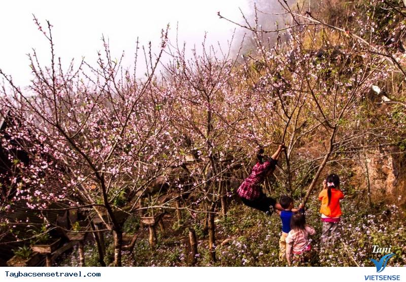 Đào Phai Nở Hồng Bên Những Sườn Núi Tây Bắc Ngày Cận Tết - Ảnh 4
