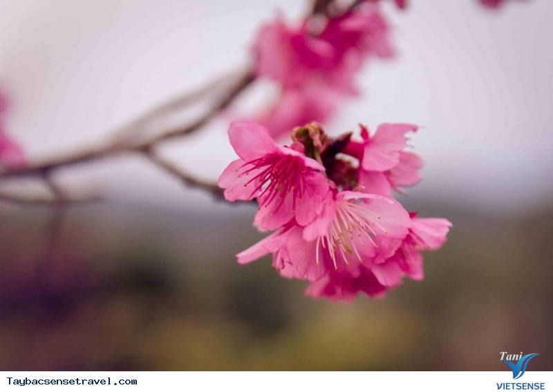 Đào Phai Nở Hồng Bên Những Sườn Núi Tây Bắc Ngày Cận Tết - Ảnh 3