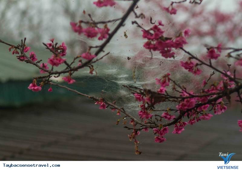 Đào Phai Nở Hồng Bên Những Sườn Núi Tây Bắc Ngày Cận Tết - Ảnh 8